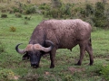 Wasserbüffel (6) Solo beim Grasen frontal Lake Nakuru