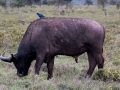 Wasserbüffel (8)