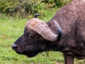 Wasserbüffel-Hörner-Afrika