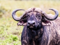 Wasserbüffel-blutent-Afrika