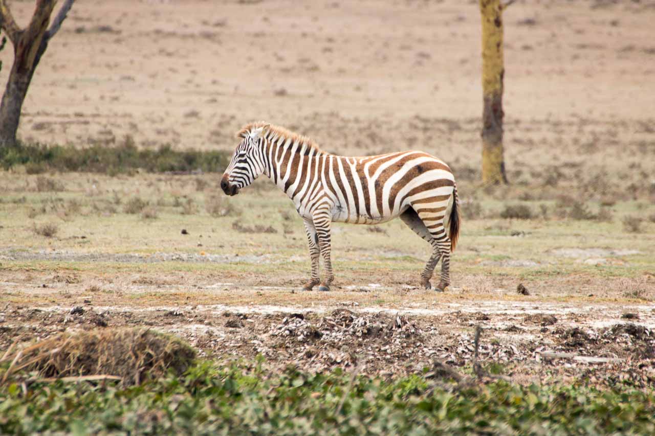 Zebra (1)