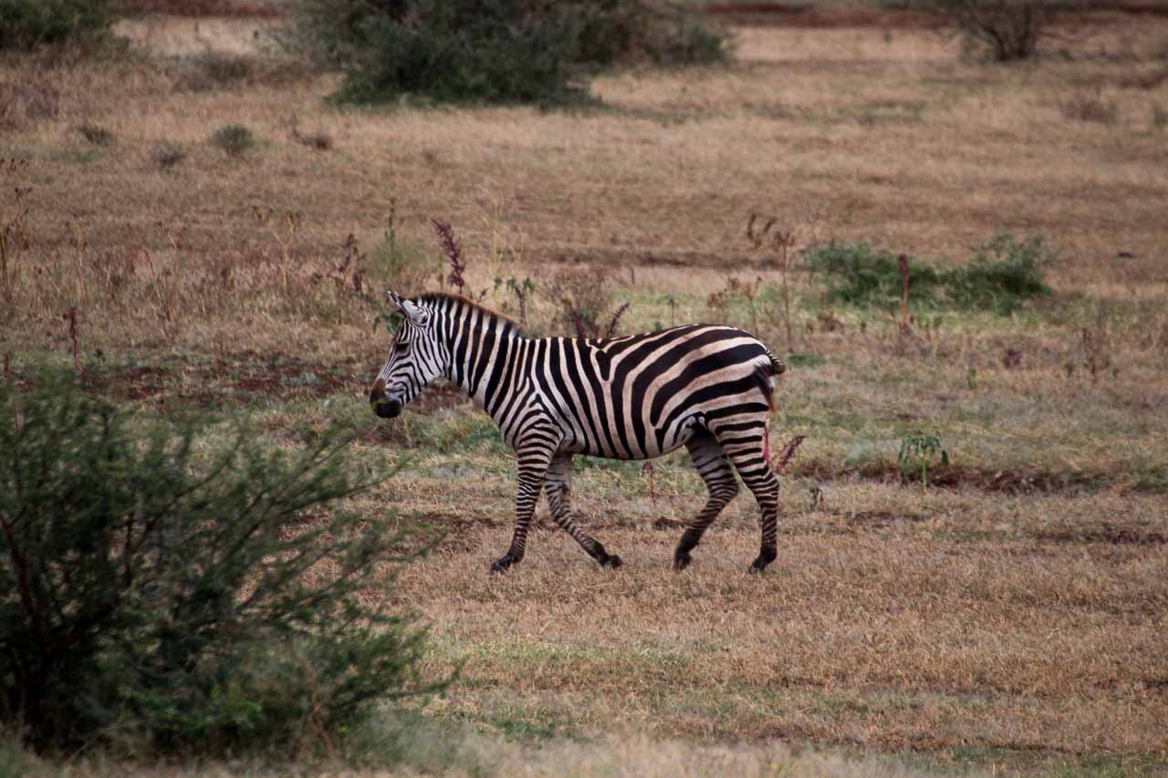 Zebra (16)