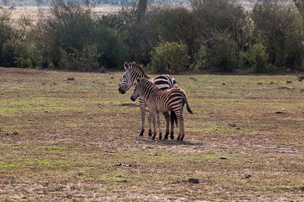 Zebra (8)