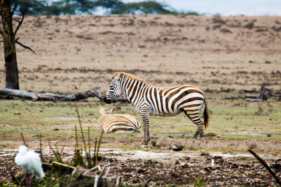 Zebra-alleine-LakeNakuru