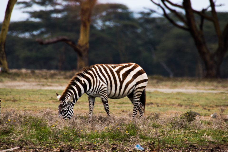 Zebra-am-LAke-Nakuru