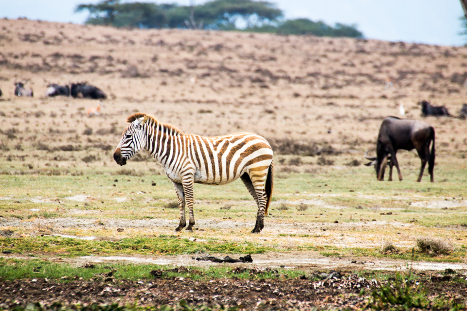 Zebra-einsam-Lake-Nakuru