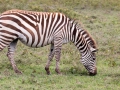Zebra (2)