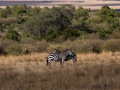 Zebra (4)