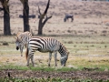 Zebra-LakeNakuru