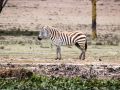 Zebra-einsam-Afrika