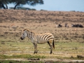 Zebra-einsam-LakeNakuru