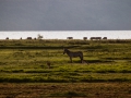 Zebra-in-mitten-von-Gnus-und-Wasserbüffeln