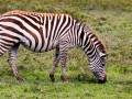 Zebra-von-der-Seite-Lake-Nakuru