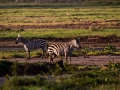 Zebras-hintern-an-hintern